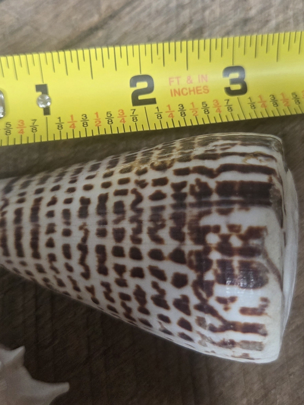 35 Assorted Natural Seashell Personal Collection - Bin R - Picture 9 of 16